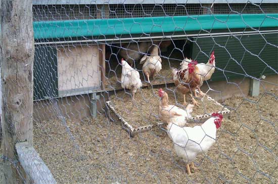 Siempre mantenga las aves en galpones o en una zona con cercas